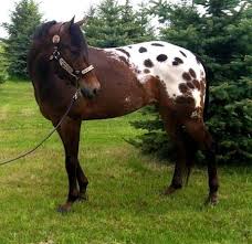 The Kings Commander King Dreamhorse Com Horse Id 1891104 Appaloosa Horses Horses Pretty Horses