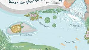 Water lilies and turtles do not mix well, but she just loves the turtles. Pet Aquatic Turtles And Outdoor Ponds