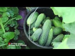 во саду ли в огороде с юлией миняевой посадка капусты Hotite Super Rannih Ogurchikov Togda Posadite Ogurcy Imenno Etim Sposobom Posadka Ogurcov Youtube