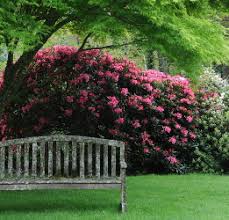Plantes pour terre de bruy?re. Les Plantes De Terre De Bruyere