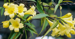 This compact plant has clusters of tiny flowers perfect for any garden location from borders to baskets. Try These Fragrant Flowers For Your Indoor Winter Garden New Hampshire Home Magazine