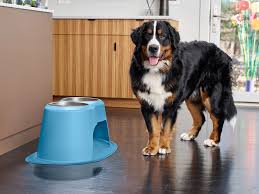 Free shipping on orders over $49, $5 flat rate for all orders below $49. Raised Dog Bowls Canada Off 79 Www Usushimd Com
