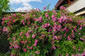Hier können sie weiß blühende pflanzen und blumen bestimmen. Ein Grosser Busch Im Garten Rambler Lizenzfreie Fotos Bilder Und Stock Fotografie Image 64491566