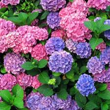 The list is sorted by state and city. Perennials The Home Depot