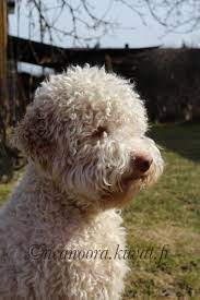 stella tulan memoria romantica lagotto hunde welpen hunde susseste haustiere
