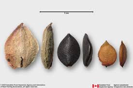 Image result for Convolvulus ocellatus