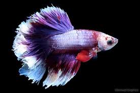 Betta rose tail 2019 27.5 er betta hydraulic brakes 1x10 speed a7 ltwoo hollow tech crank sulane this is a high definition video of a rosetail betta fish eating mosquito larvae in a beautifully. Halfmoon Rosetail Betta Male Large 2 2 25 Bluegrassaquatics Com
