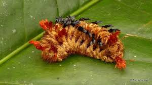 Big Black Caterpillar With Orange Stripes Shag Carpet Caterpillar Prothysana Felderi Shag Carpet Caterpillar Plant Insects