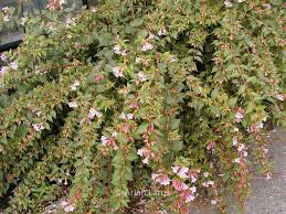 Image result for Geigeria engleriana