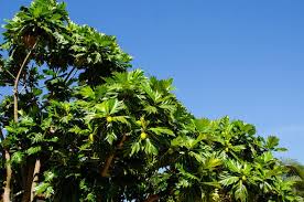 We did not find results for: Growing Breadfruit Tree Best Varieties Planting Guide Care Problems And Harvest