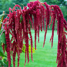 Image result for Amaranthus praetermissus