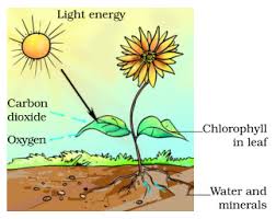 Nutrition In Plants Or Nutrients In Plants For Class 7 Cbse