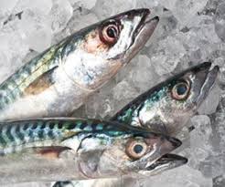 Mackerel Google Search Fish Art Crustaceans Art Fish Food Photography