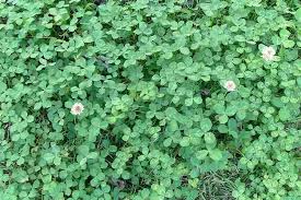 Image result for Trifolium