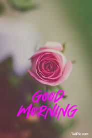 We did not find results for: 35 Best Good Morning Flowers Images Tailpic