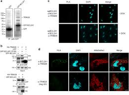 This grant is to fund a cancer screening project to be implemented between april 2020 and january 2021. Trim17 And Trim28 Antagonistically Regulate The Ubiquitination And Anti Apoptotic Activity Of Bcl2a1 Cell Death Differentiation