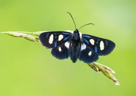Maybe you would like to learn more about one of these? Eight Spotted Forester Moth Animals Flying Flowers