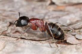 Carpenter ant extermination and structural protection