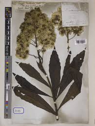 Image result for Monosis conferta