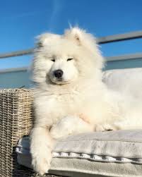 As the largest breed, they are dignified, watchful, courageous, protective, fearless. 25 White Dog Breeds That Will Steal Make A Meal Of Your Heart