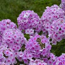 Luminary Opalescence Tall Garden Phlox Phlox Paniculata Proven Winners Light Pink Flowers Fragrant Flowers Garden