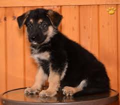 Maybe you would like to learn more about one of these? Sparky German Shepherd Puppy For Sale In Sugarcreek Oh Happy Valentines Day Happyvalentinesday2016i