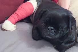 This gallery of adorable pugs can perk you up no matter how sad you are feeling. The Truth About Pug Puppies And Backyard Breeding The Pug Diary