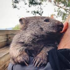 Australia On Twitter In 2020 Wombat Koala Bear Australia