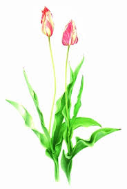 The database has more than 16.000 cultivars. Moonlight Fine Art Framing