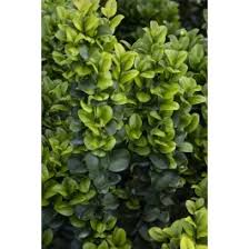 Image result for Lythrum rotundifolium