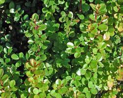 Image result for Myrsine africana