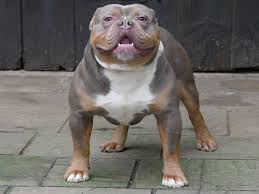The lilac color is the rarest & hardest akc english bulldog color to achieve! Tysons Vater D Days Merlin Lilac Tyson The Old English Bulldog Facebook