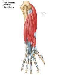Netter Anatomy Anki Deck Ankiweb