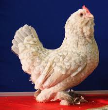 Belgian Bearded D Uccle Porcelain Bantam Hen Chicken Bantam Chickens Bantam Chicken Breeds Chickens Backyard