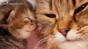 hamile kedi ciftlesirmi kedi hayvanlari blog