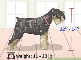 4 ways to identify a miniature schnauzer wikihow