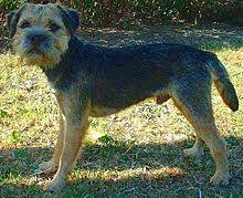 They have alert and determined expression in their eyes. Border Terrier Wikipedia