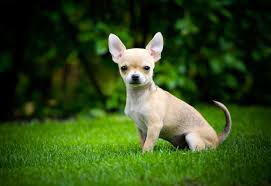 Anyone who calls me to sell me anything, will be rudely hung up on. Ten Things You Need To Know About Chihuahuas Before You Buy One Pets4homes