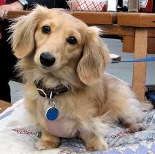 I raise miniature dachshunds of all colors and all hair coats. Adorable Dachshund Blonde Dachshund Dachshund Dog Cream Dachshund