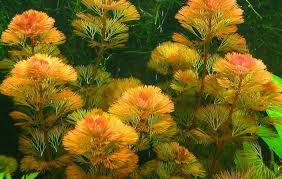 Image result for Cabombaceae