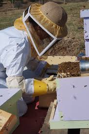 Risultati immagini per apicultura