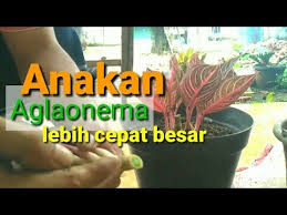 Pin Di Ada Aje