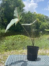 Image result for Clerodendrum johnstonii