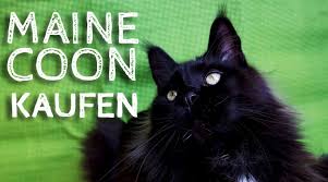 Mein kater hatte zuletzt gestern vormittag, also vor 24 stunden, stuhlgang. Verstopfung Bei Katzen Was Wenn Miez Nicht Zum Klo Geht Fellgiganten
