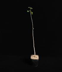 Image result for Commiphora caerulea