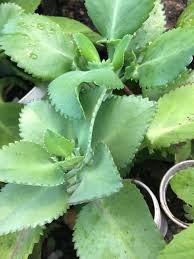 Image result for Kalanchoe daigremontiana