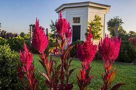 Growing Dragon S Breath Celosia Dragons Breath Plant Autumn Garden Backyard Plants