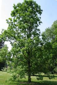 Monterrey oak, mexican white oak, netleaf white oak. The Five Best Shade Trees For North Texas Tree Shepherds
