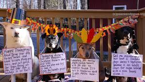 Check spelling or type a new query. Happy Thanksgiving Www Peaceandpaws Org Dog Thanksgiving Paws Rescue Turkey Dogs