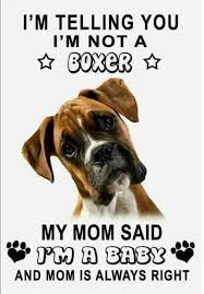 I M Telling You I M Not A Boxer My Mom Said I M A Baby And Mom Is Always Right Boxerbaby Boxer Dogs Funny Boxer Dog Quotes Boxer